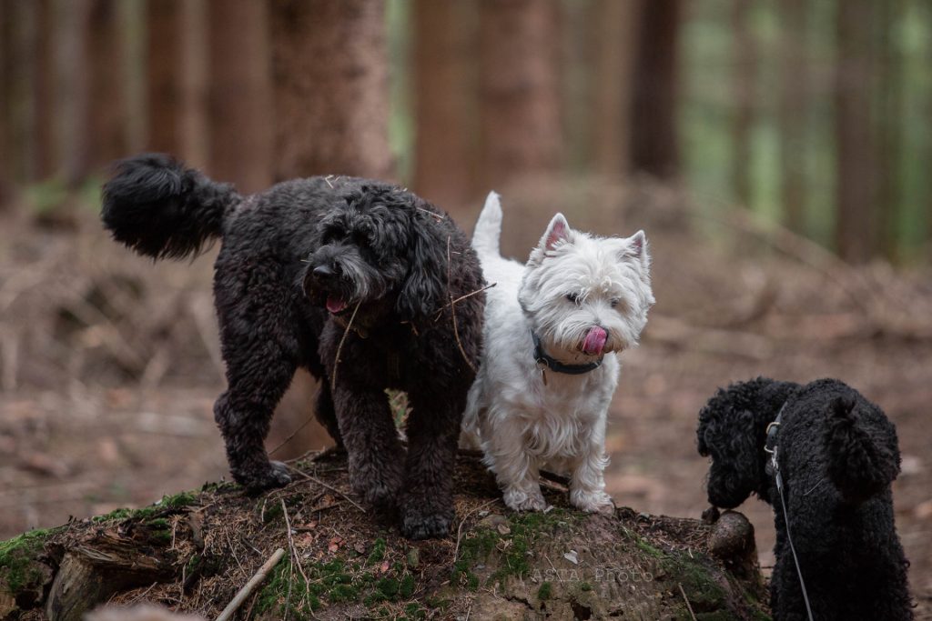 tre hunden i en skov