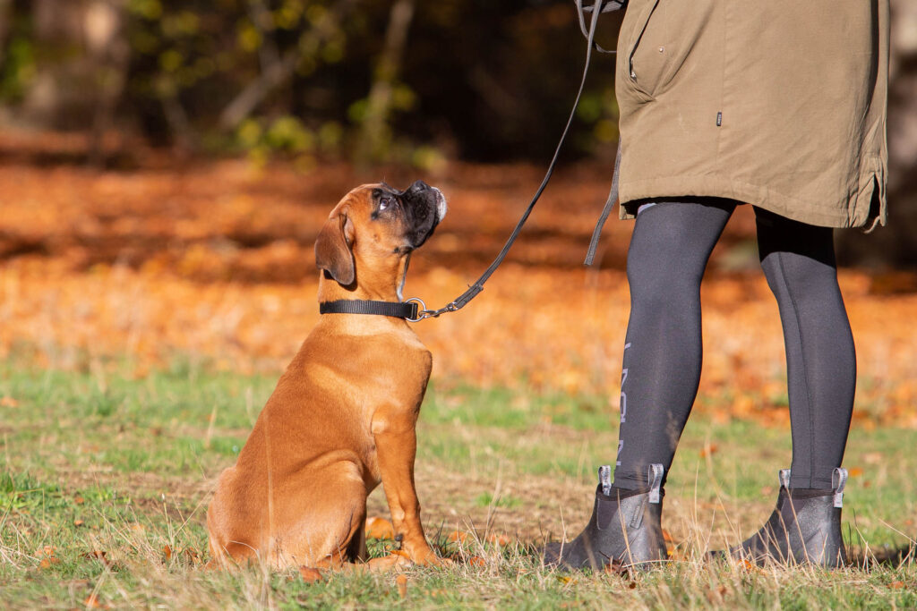 Hund sidder og kigger på ejer til hundetræning