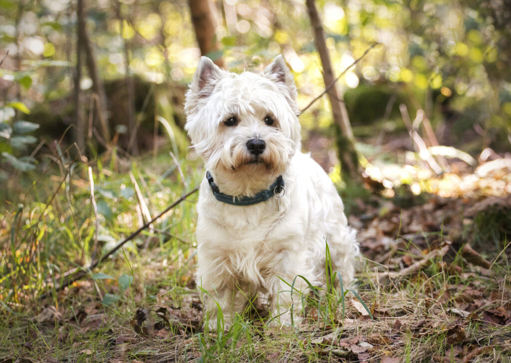 Hvid hund i naturen