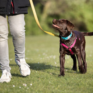 Hvalp går pænt i snor ved siden af hundeføre til hundetræning