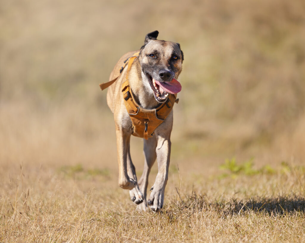 Hund løber mod kamera med tungen ud af munden
