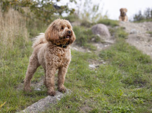 Brun hund står og kigger ud