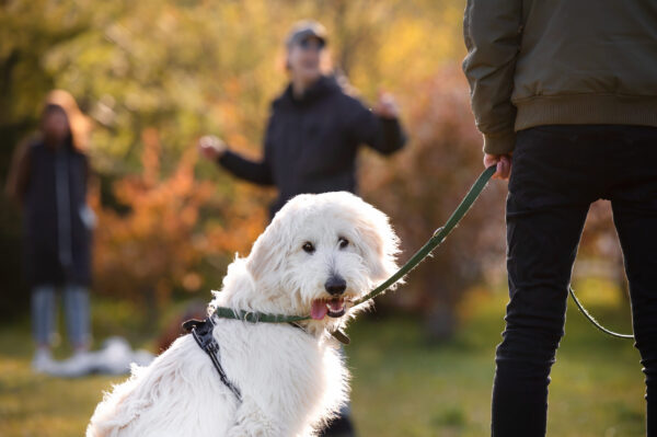 Hund kigger på kameraet under hundetræning. Hundetræneren står og underviser i baggrunden