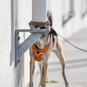 Hun laver nose work og snuser til et lille hul